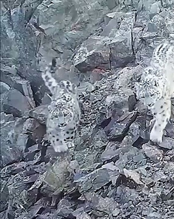 Two Snow Leopards
