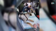 Así homenajea la Policía a un perro de la unidad canina herido en un tiroteo