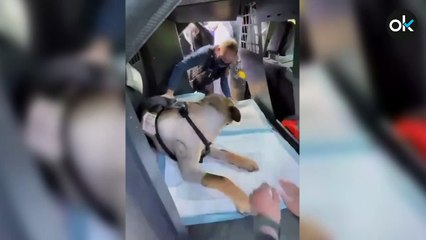 Así homenajea la Policía a un perro de la unidad canina herido en un tiroteo
