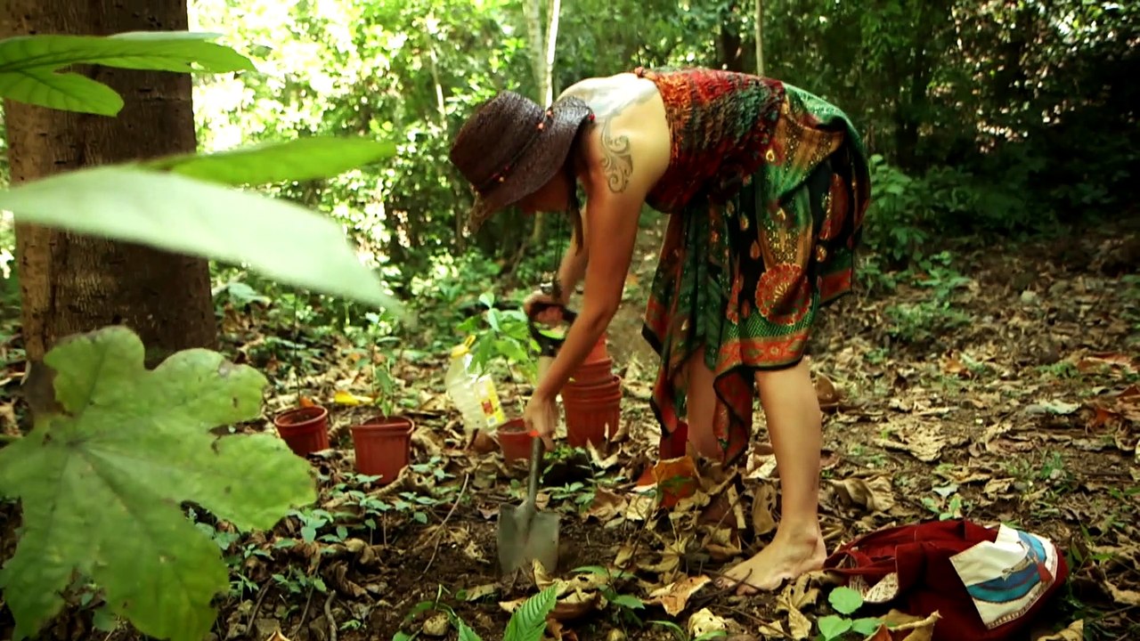 "Enquête exclusive" : le Costa Rica et le business de l'Iboga, une plante hallucinogène