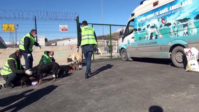 Sokak hayvanları için doğaya yem bırakıldı