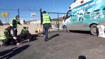 Sokak hayvanları için doğaya yem bırakıldı