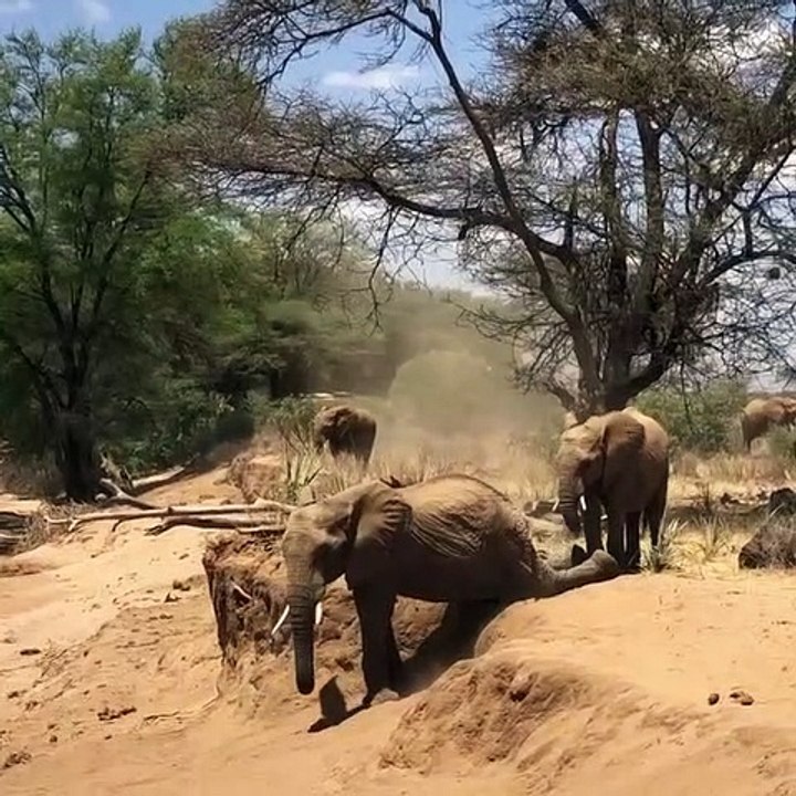 Un éléphant descend une bordure de terre