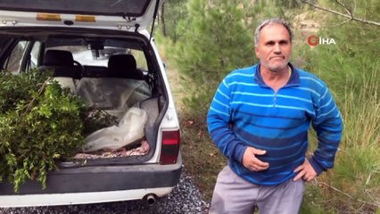 Köylülerden Bağını 5 Liradan Aldığı Bitkinin Yağının Gramını 25 Liradan Satıyor