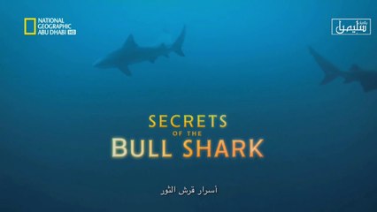 وثائقي شاركفست: أسرار قرش الثور - لناشيونال جيوغرافيك أبو ظبي