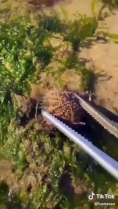 Discover beach creatures ❤️