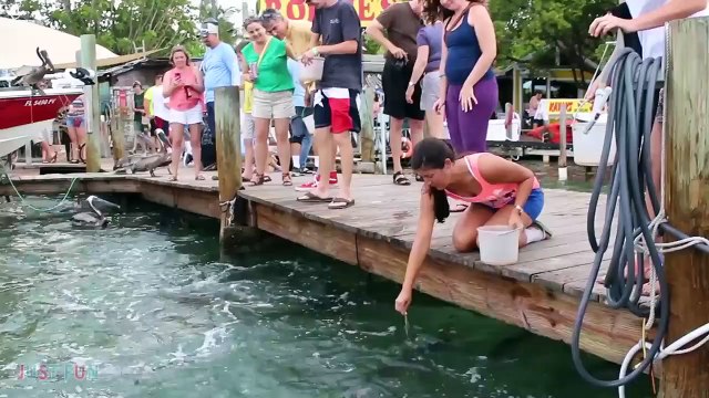 Videos De Risa 2020 nuevos Videos Graciosos - Momentos divertidos Animales Atacando a Personas #3