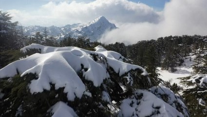 Lebanon’s iconic cedar trees blanketed with snow