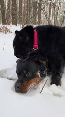 Pantera Plays With Her Puppy Dog Friend