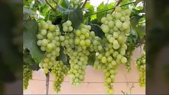 How To Grow Grapes Vines From Seed