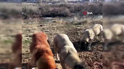 Gönüllü olarak, hem sokak hayvanları hem de ihtiyaç sahipleri için çalışıyor