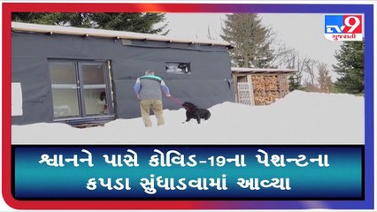 શું હવે શ્વાન કરશે COVID-19નું પરીક્ષણ _ Tv9GujaratiNews