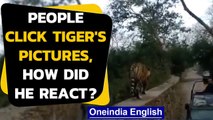 People click pictures of Tigers, but what happened next: Watch the video|Oneindia News