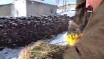 Dondurucu soğuklarda sırtında ot taşıyarak hayvanlarını besliyor