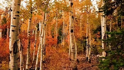 Nice STATUS MUSIC TONE