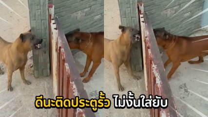 เมื่อ 2 โหดมาเจอกัน ทั้งเห่าทั้งขู่แยกเขี้ยวพร้อมไฝว้ แต่พอประตูเปิด..ไหงเป็นงั้นล่ะ