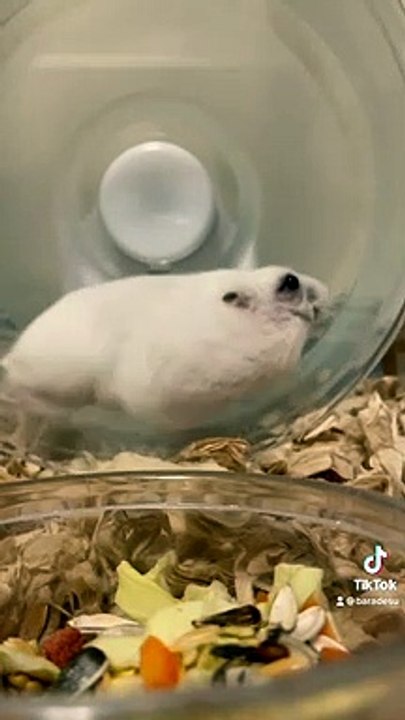 hamster