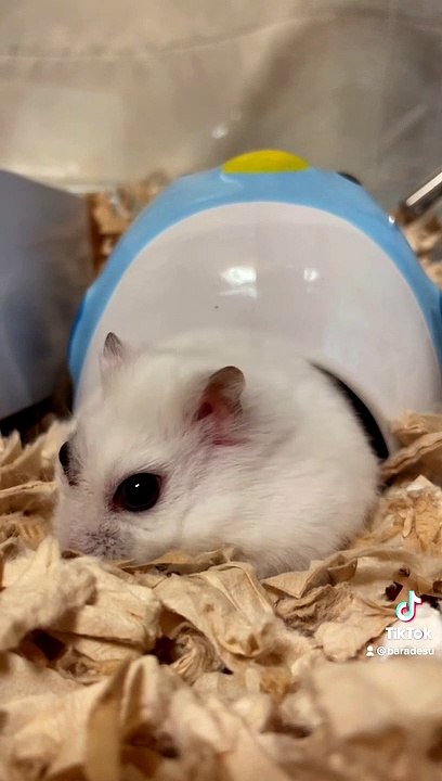 hamster