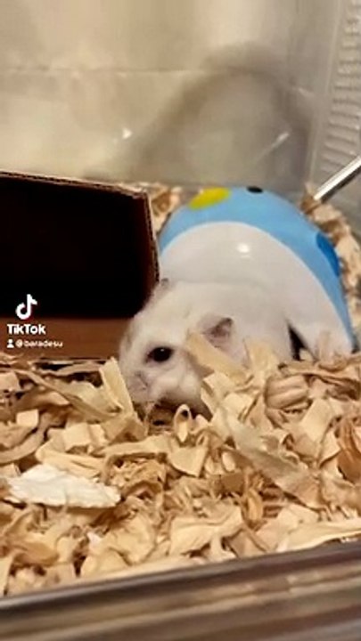 hamster