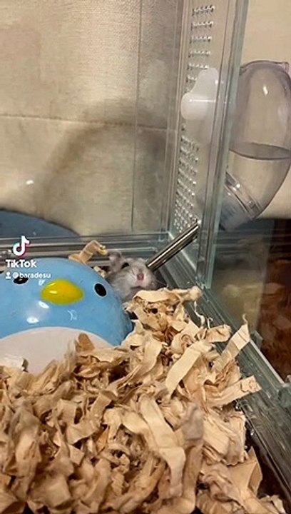 hamster