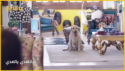 فكرة انك تقعد لوحدك ترعب اصلا، وكمان معاك كلب، ايه ممكن يحصل؟