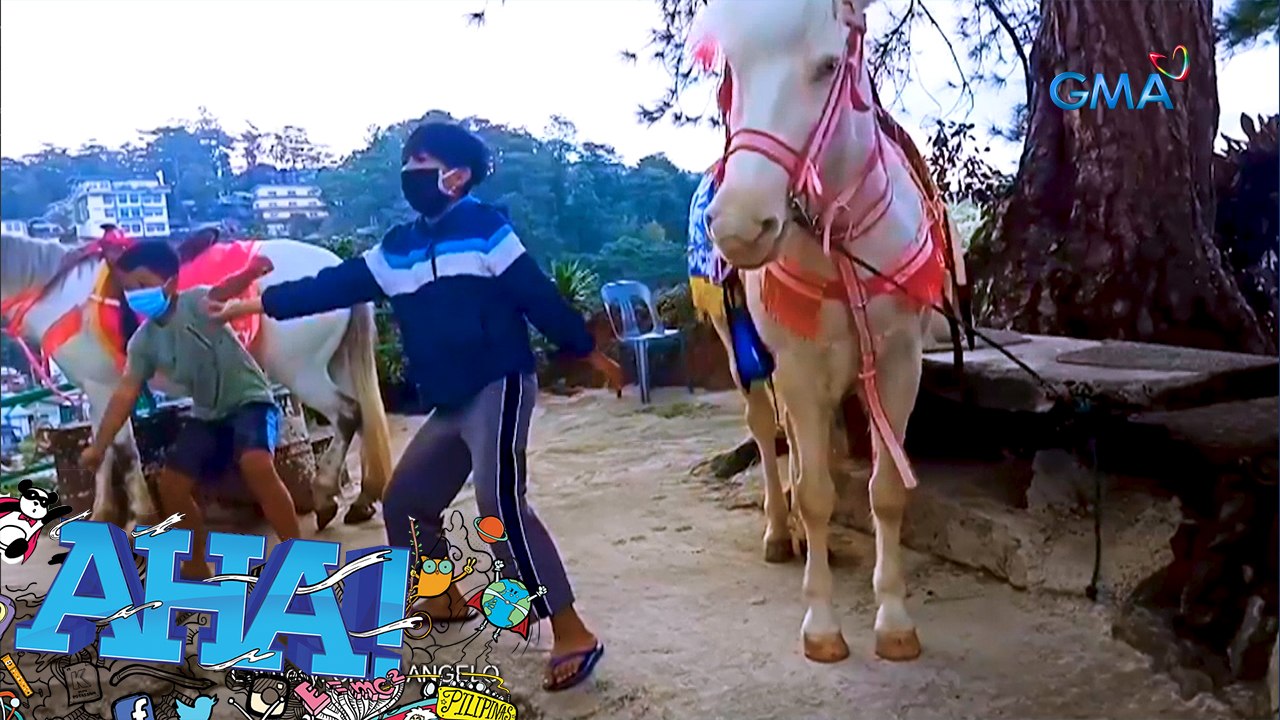 AHA!: Dancing animals?
