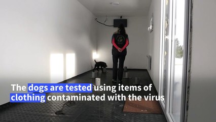 Czechs let the dogs out in Covid-19 fight