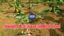 കേരളം; സർക്കാരിന്റെ  താങ്ങുവില ലഭിക്കാതെ ദുരിതത്തിലായി  കർഷകർ