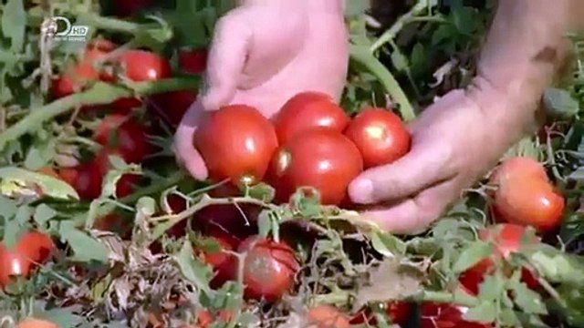How Its Made - 922 Canned Tomatoes