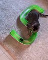 Adorable Cat playing with her toys 2021