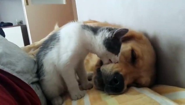 Un chaton empêche un chien de dormir
