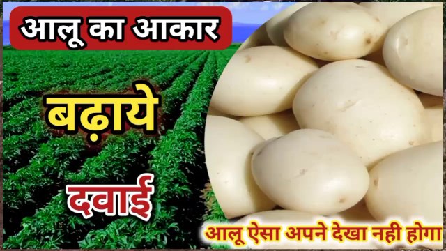 Aloo Ka Size Badhane Ki Dawai|Aloo Mota Karne Ki Dawai|Aalu Ki Paidawar Kaise Badhaye|Aalu Ki Kheti|आलू फुलाने की दवाई|