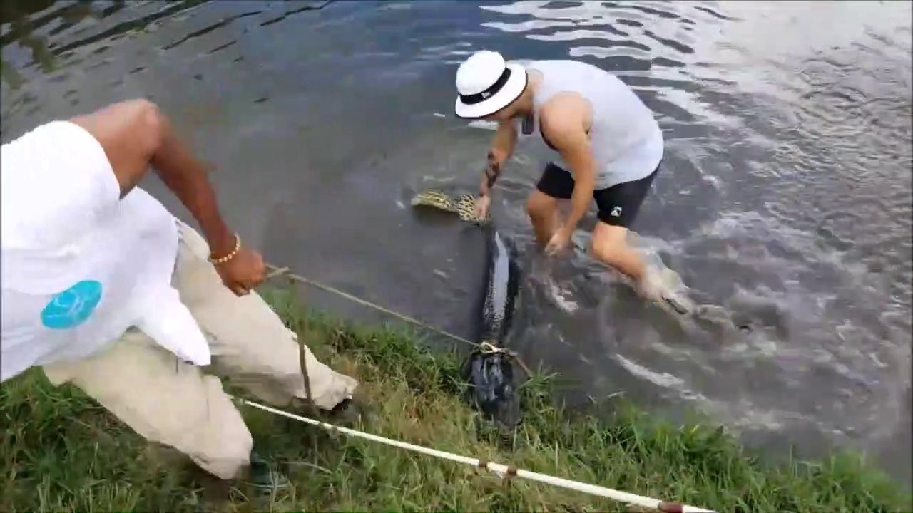 Il attrape un énorme brochet alligator... animal impressionnant Vidéo