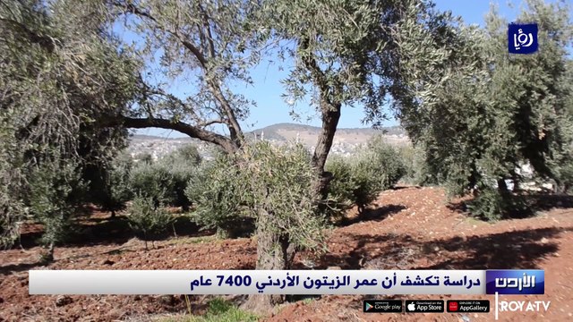 دراسة تكشف أن عمر الزيتون الأردني 7400 عام