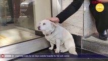 Loyal dog waits for six days outside hospital for her sick owner