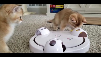 Tải video: Adorable Golden British Shorthair Kittens