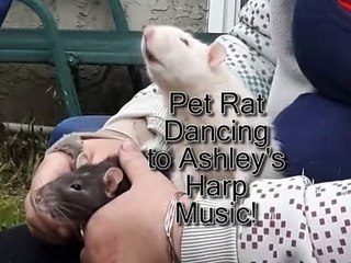 Pet Rats enjoying Pictish Harp Music