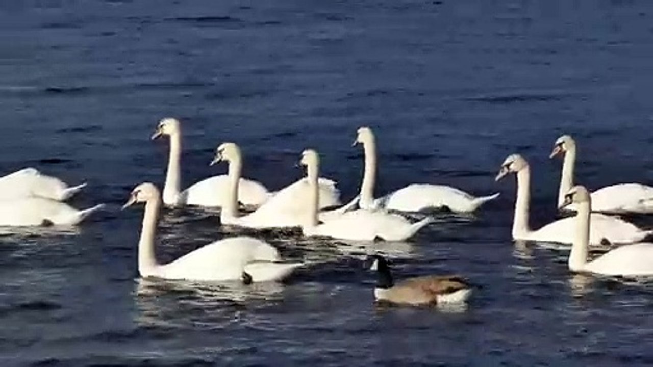 यकीन: मानवीय संवेदनाओं की सच्ची अनुभूति.... - In Full HD 1080P