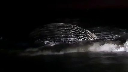 Encuentran ballena varada en costas de Elota
