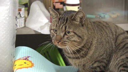 국내 첫 반려동물 감염 사례...대응은 어떻게? / YTN