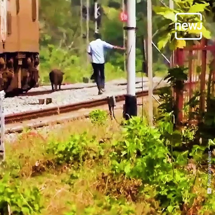 Loco Pilot Stops Train To Save Two Cows Standing On The Railway Track