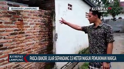 Pasca Banjir, Warga Temukan Ular Sanca Sepanjang 3,5 Meter Masuk Pemukiman