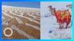 Gurun Sahara Alami Hujan Salju Pertama Kali dalam 50 tahun - TomoNews