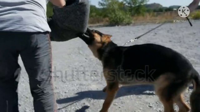 How To Dogs Identify The Culprits कुत्ते अपराधी को कैसे पहचानते हैं