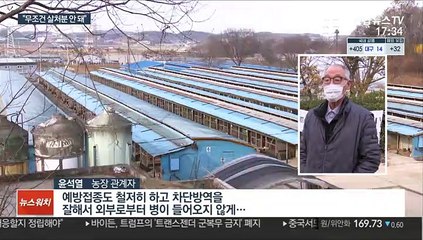 살처분 명령에 산란계 농장 반발…"살처분 능사 아냐"