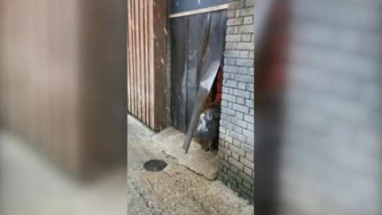 Télécharger la video: Distintas reacciones de los animales ante la nieve en el zoológico de Londres