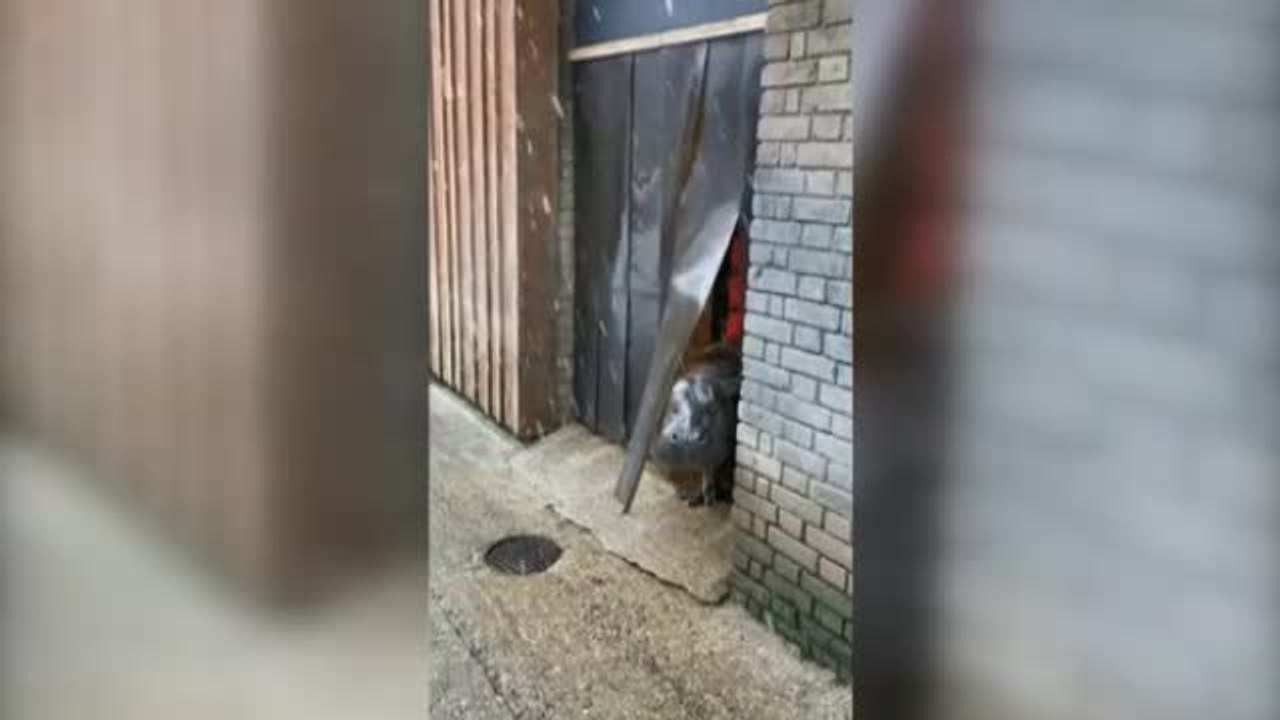 Distintas reacciones de los animales ante la nieve en el zoológico de Londres