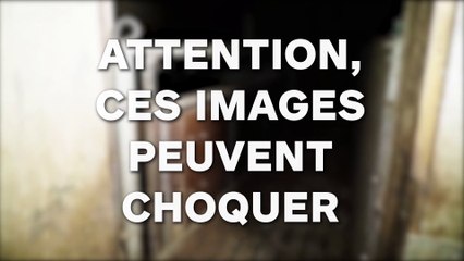 L214 dénonce un élevage de porcs à l'abandon, les images glacent le sang...