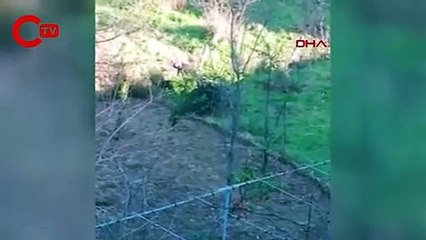 Bahçesine giren komşusunun köpeğini sopayla vurarak öldürdü
