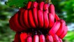 लाल केला खाने से मिलेंगे ये बेमिसाल फायदे । Red Bananas Amazing Benefits ।  Boldsky